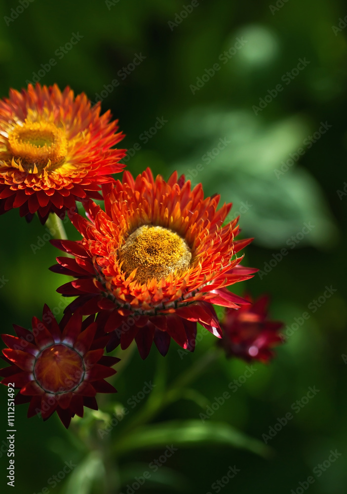 Beautiful Flowers Helichrysum