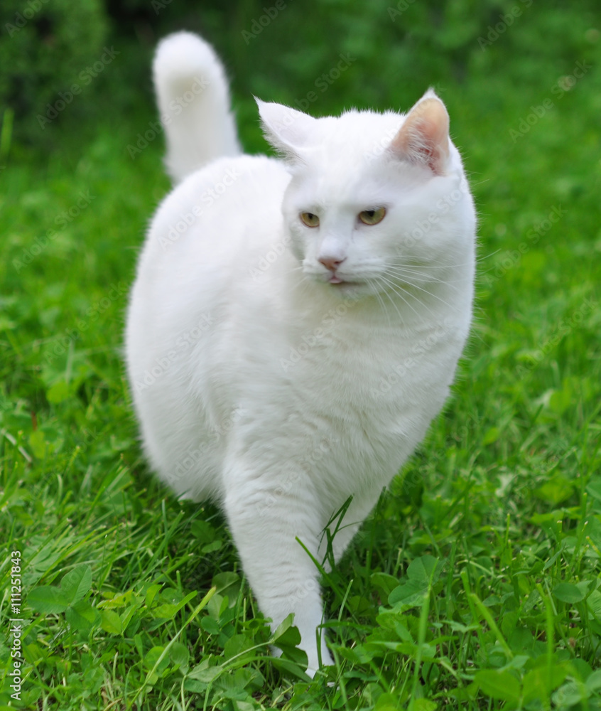 White cat on green grass outdoor