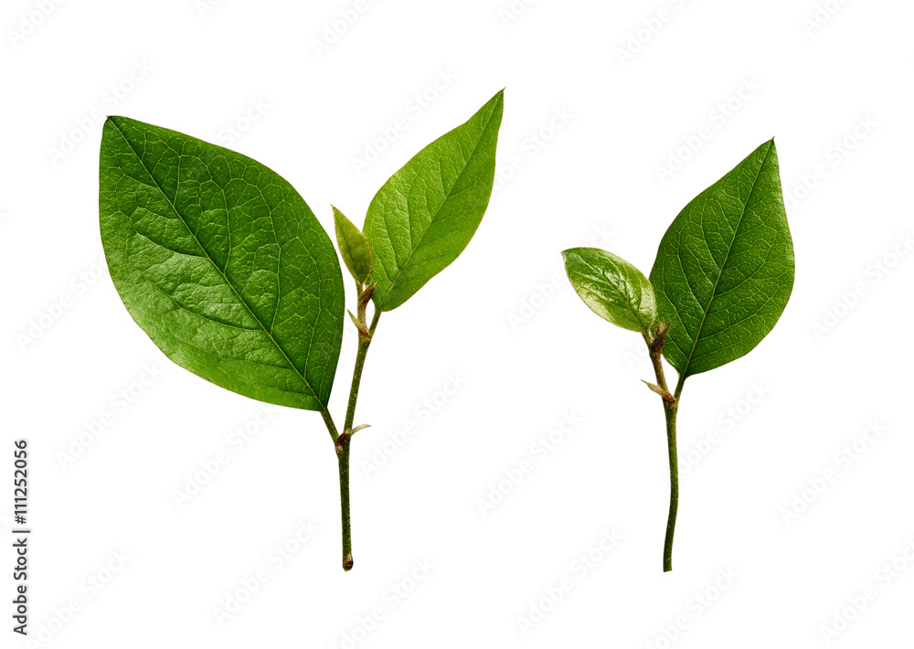 Set of small green leaves Set of small green leaves
