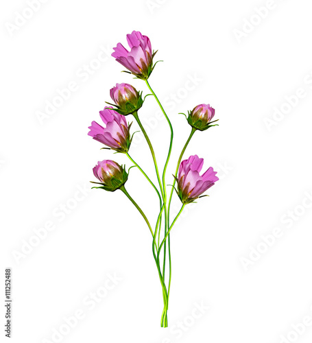 Cosmos flowers isolated on white background.