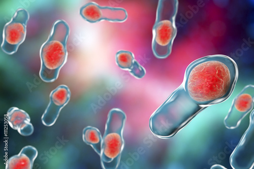 3D illustration of Clostridium difficile bacteria. Bacteria which cause pseudomembraneous colitis and are associated with nosocomial antibiotic resistance