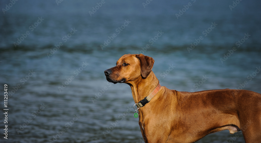 Rhodesian ridgeback deals water