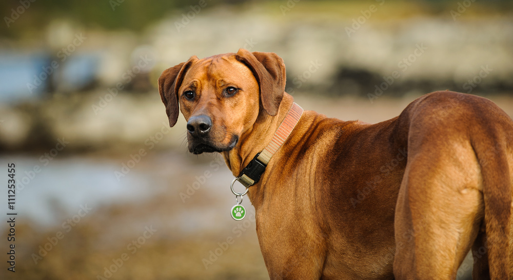 Rhodesian Ridgeback dog standing on shore Rhodesian Ridgeback dog standing on shore