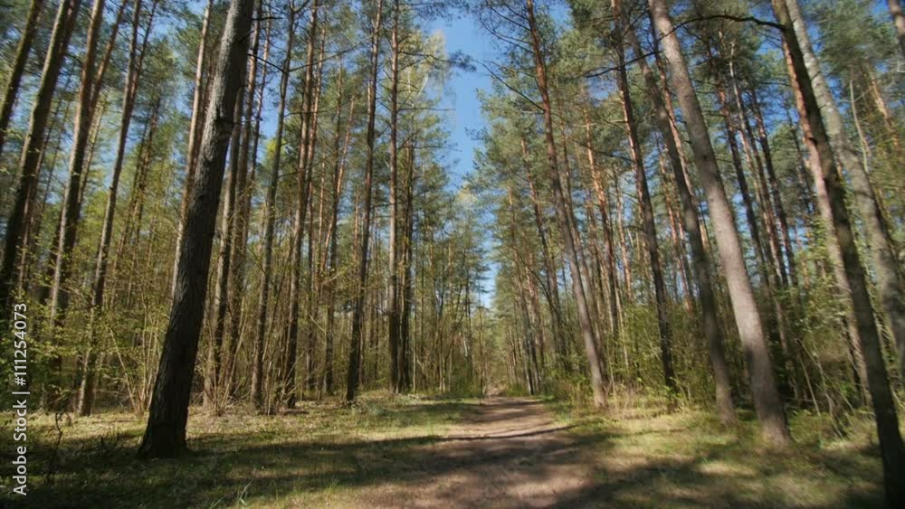 A view to forest from the ground A view to forest from the ground