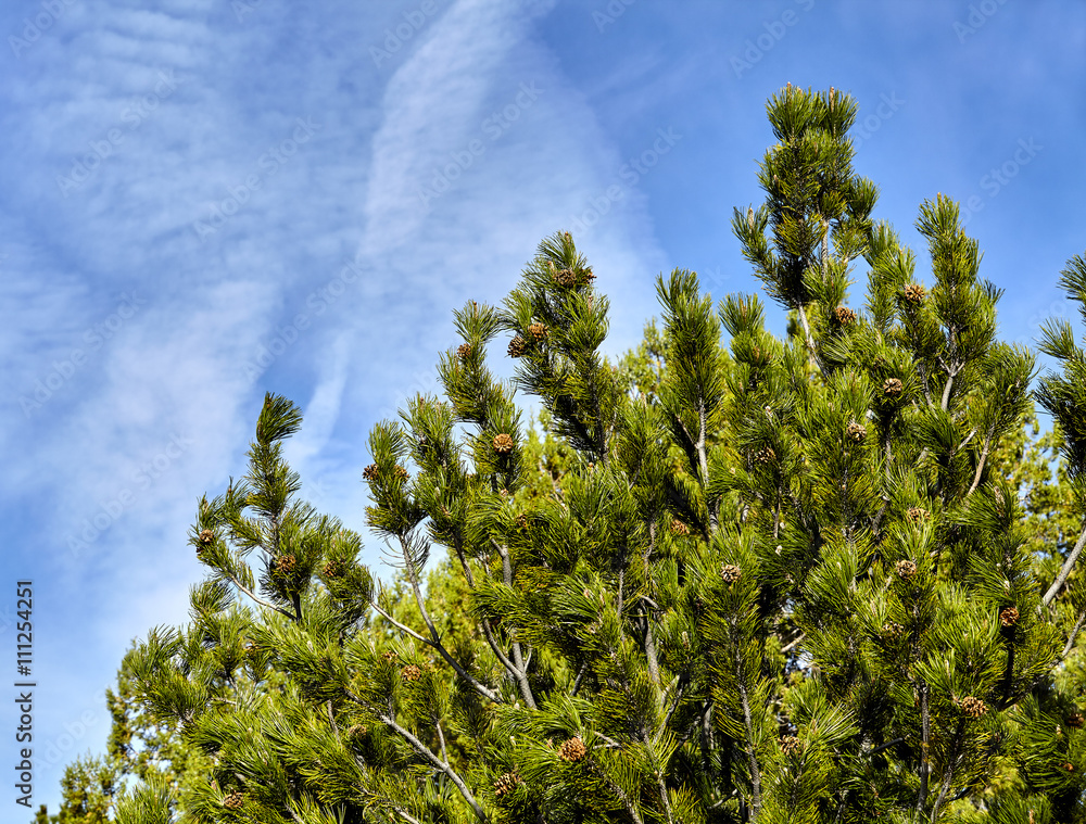 Obraz premium Pine tree clouds and sky closeup