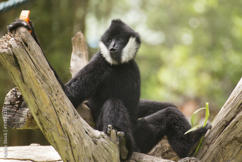 Fototapeta premium Black cheeked gibbon or Lar gibbon