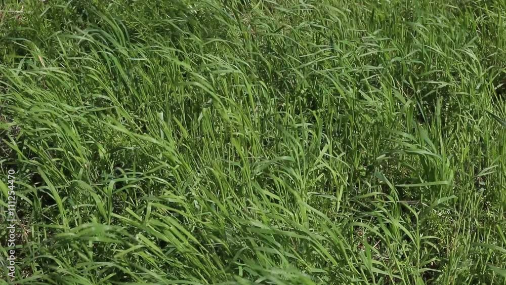 A field of grass with blowing wind. Macro shot. A field of grass with blowing wind. Macro shot.
