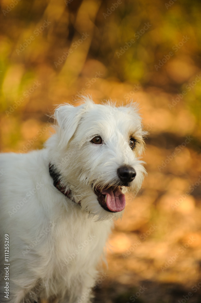 Portrait of white wirehaired Jack Russell Terrier