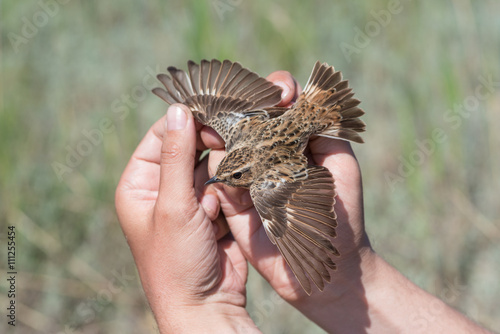 Ornithologist holds female whinchat in his hand