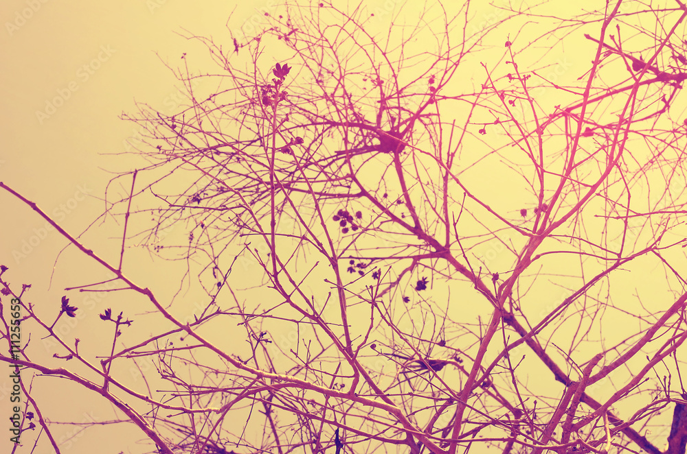 Obraz premium Autumn tree branch background.