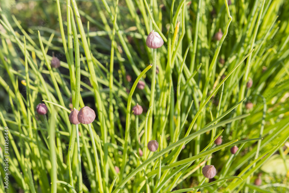 chive flowers with buds in the garden chive flowers with buds in the garden