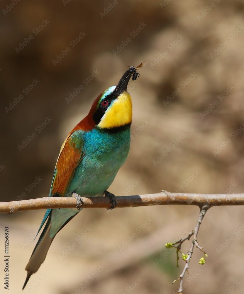 European bee-eater, Merops apiaster