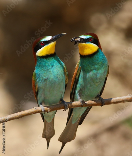 European bee-eater, Merops apiaster