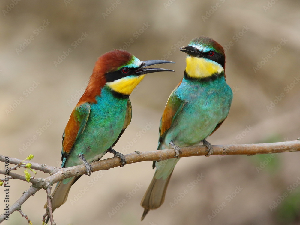 Fototapeta premium European bee-eater, Merops apiaster