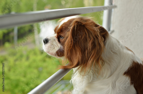 Lovely Dog, Cavalier King Charles Spaniel (Blenheim), watching through balcony bars
