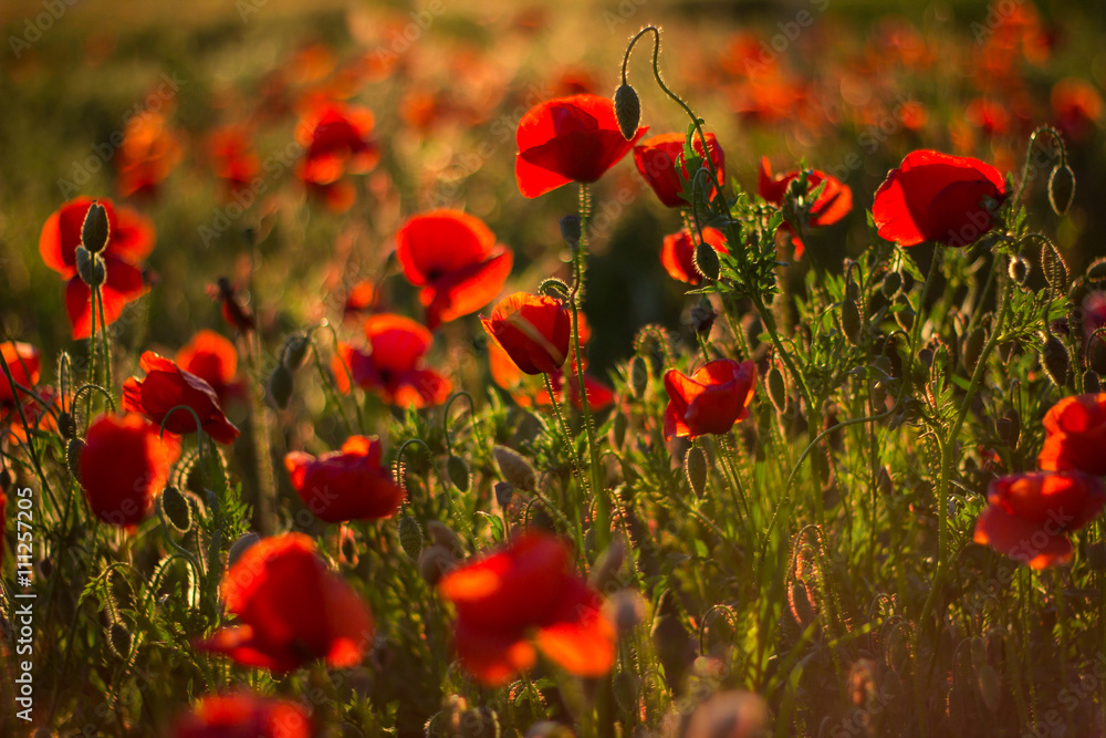 Obraz premium field of poppies and sunlight