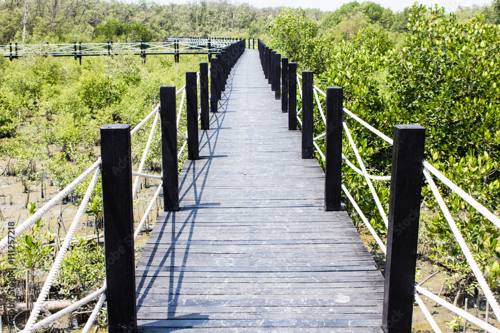 Obraz premium Bride trail in the mangrove forest