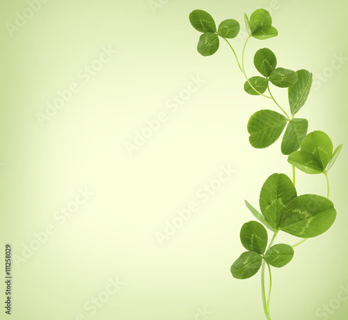 Clover leaves on green background