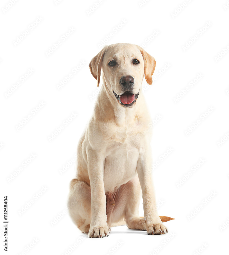 Cute Labrador dog sitting isolated on white Cute Labrador dog sitting isolated on white