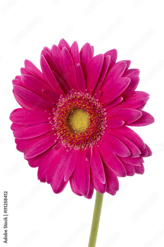 close up image of pink daisy flower