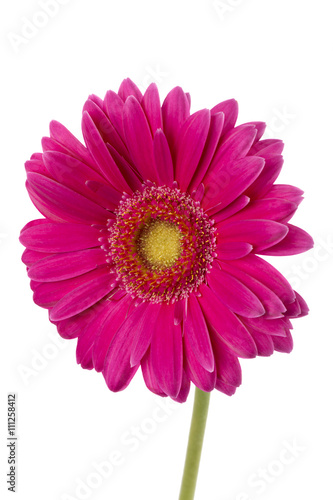 close up image of pink daisy flower