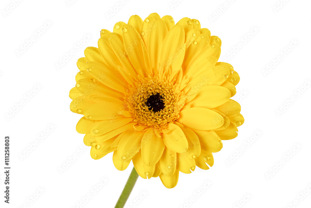 close-up image of a yellow flower.