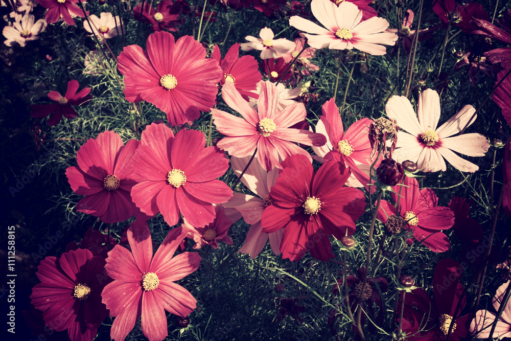 This is photo of Flower vintage blur and little noise. Stock Photo
