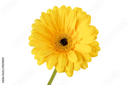 close-up image of a yellow flower.