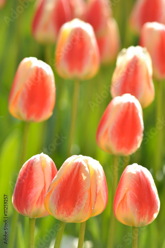Beautiful, pink tulips in the sunny day