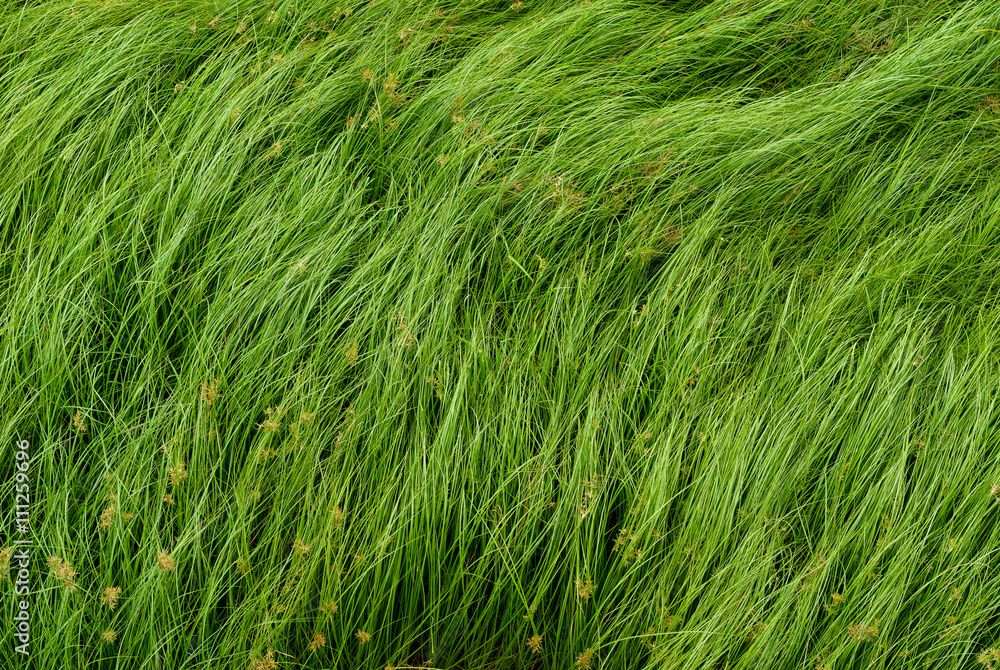 Nut grass, Purple nutsedge, Nutsedge, Cocograss Nut grass, Purple nutsedge, Nutsedge, Cocograss