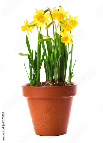 Beautiful narcissus in pot isolated on white