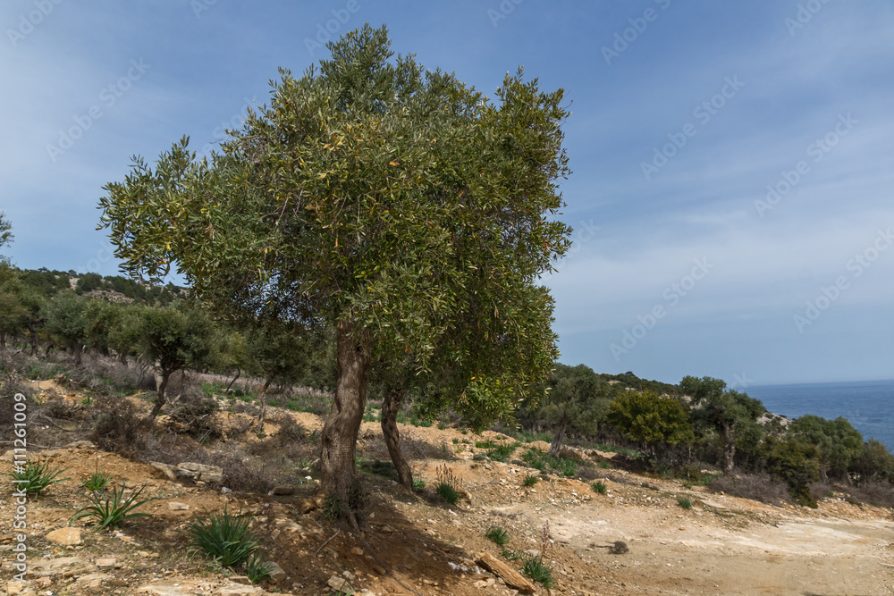 Olive trees near Giola Natural Pool in Thassos island, East Macedonia and Thrace, Greece 