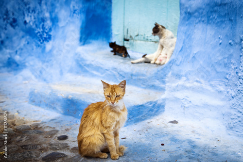 Cats in the town of Chefchaouen, in Morocco © Tiago Fernandez