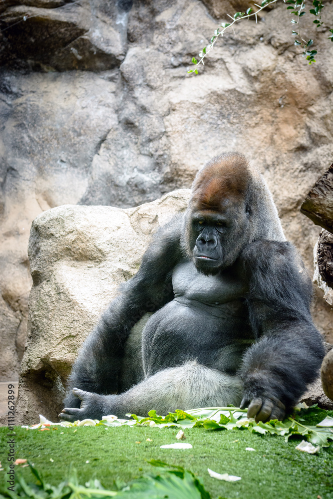 Portrait of an adult male of a gorilla in a native habitat. 