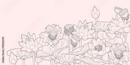 Thickets of lotus