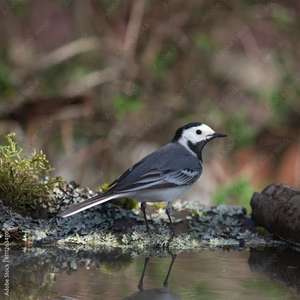Tit (Parus major) on defocused blurred natural background. Selec Tit (Parus major) on defocused blurred natural background. Selec