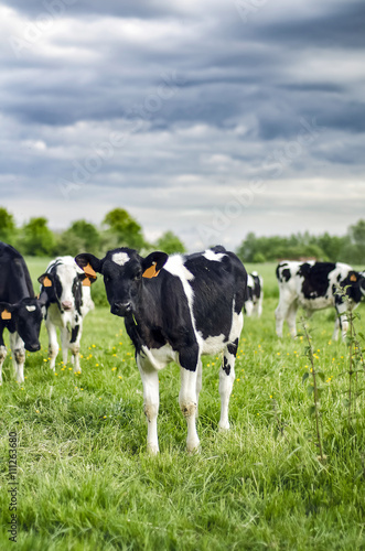Young calves grazing in the meadow near the barn. © krizanovskii