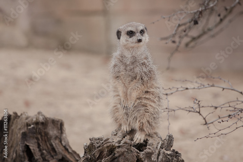 Erdmännchen, Wilhelma Zoo Stuttgart