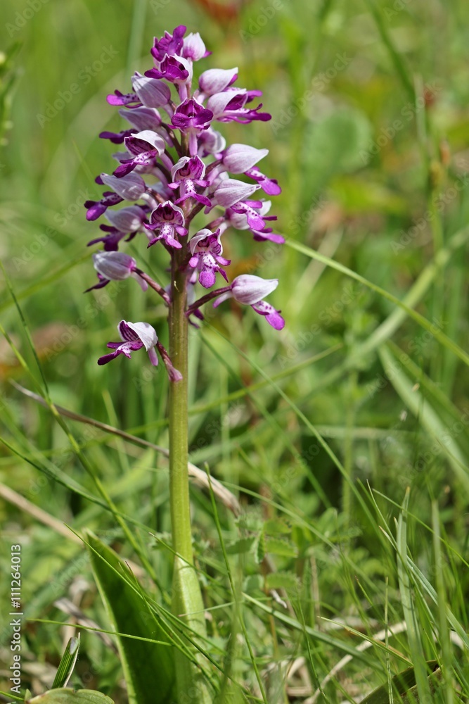 Helm-Knabenkraut (Orchis militaris)
Helm-Knabenkraut (Orchis militaris)