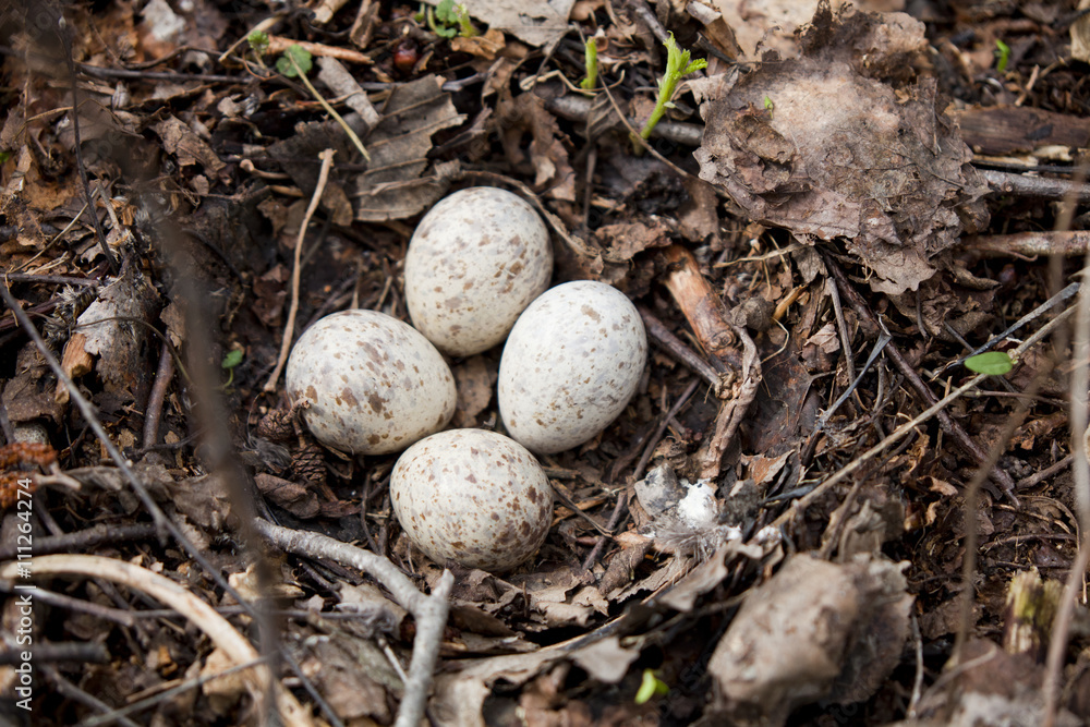 Nest with speckled eggs on the ground Nest with speckled eggs on the ground