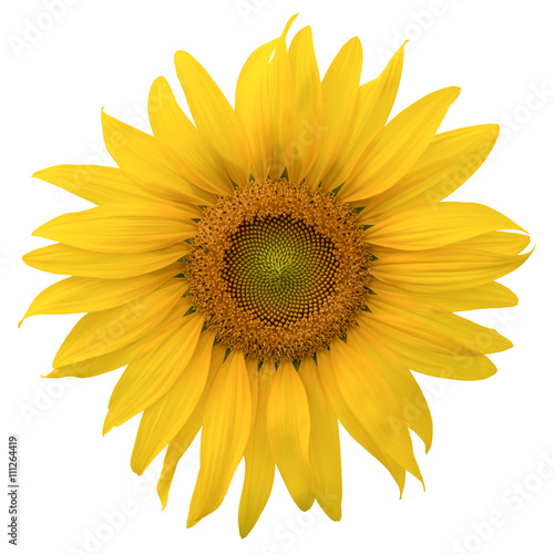 Yellow Sunflower isolated on white background