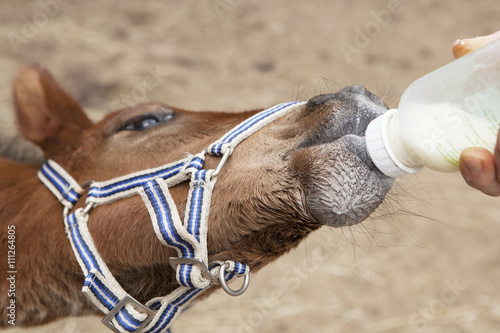 Fohlen trinkt aus Flasche