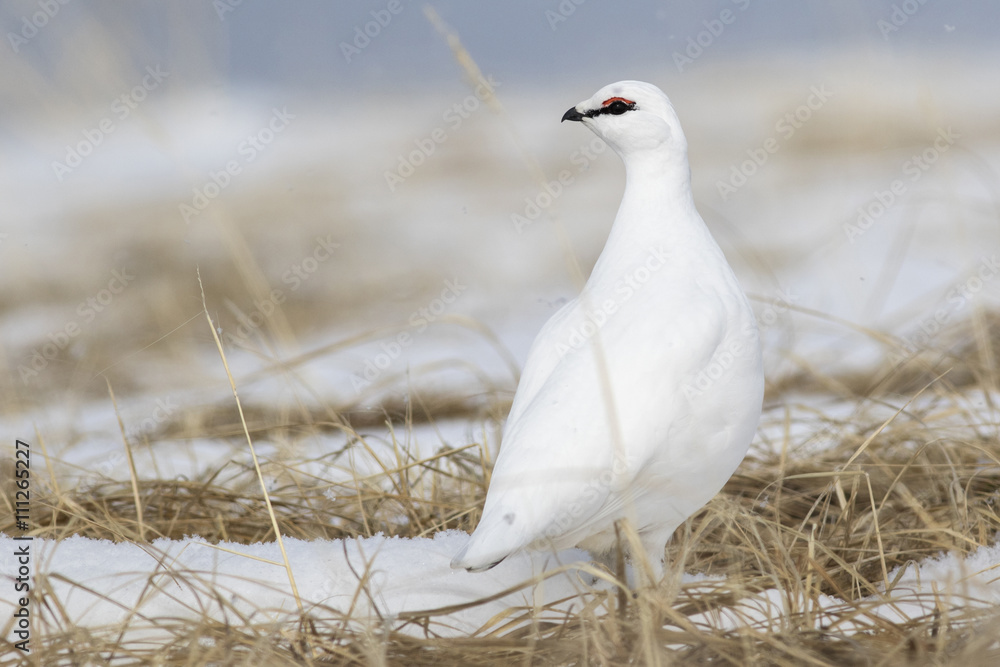Rock Ptarmigan male standing in the snow among the dry grass on