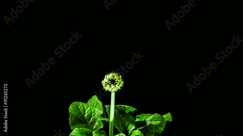 Time-Lapse of Growing and Opening Pink Gerbera Daisy Flower Isolated on Black Background