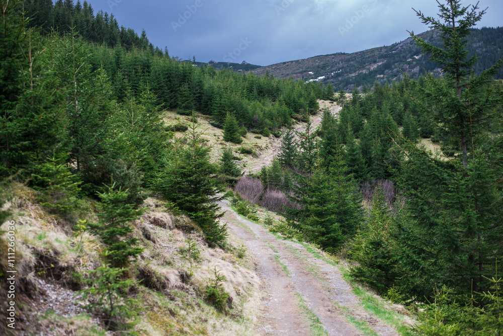 Mountain landscape with trail and green meadow and forest. Stone