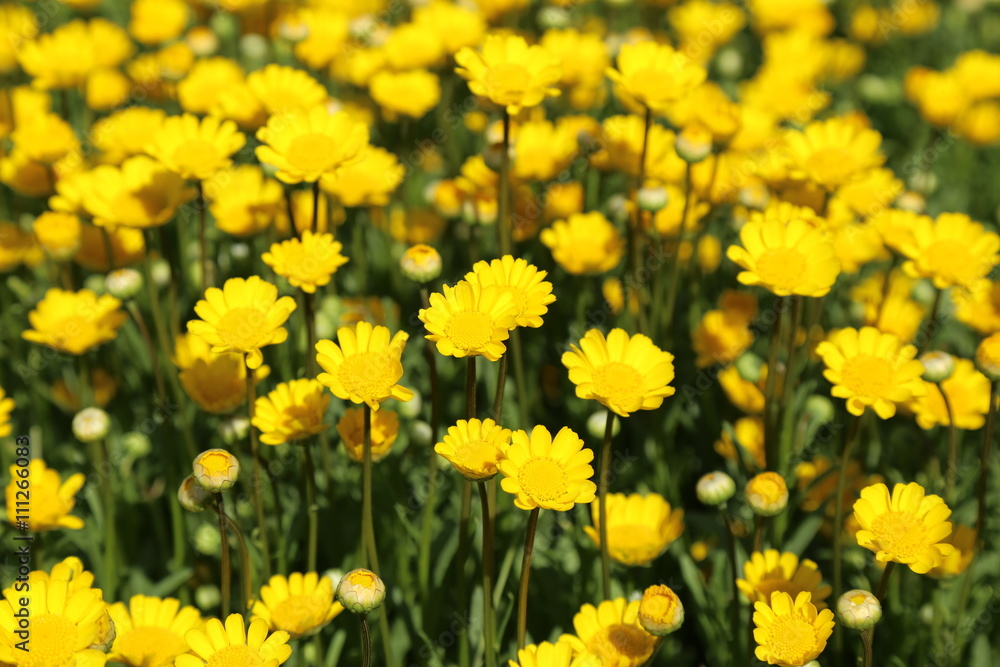 カンシロギク / 横浜の山手イタリア山庭園にて黄色のカンシロギクを撮影しました。