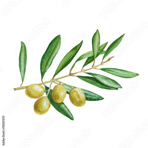 olive branch with green berries. isolated. watercolor