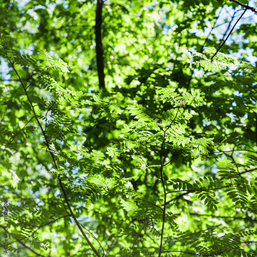 green leaves of acacia tree illuminated by sun green leaves of acacia tree illuminated by sun