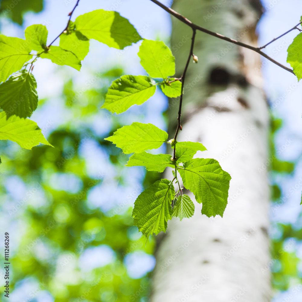Fototapeta premium young green leaves of birch tree in spring