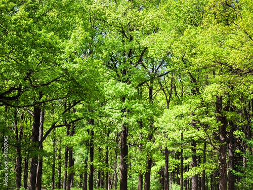 oak trees in green forest